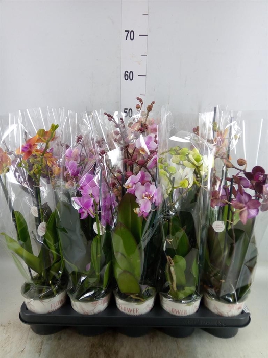 <h4>Phalaenopsis   ...mix</h4>