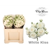 R TR WHITE KISS+