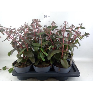 Sedum telep. 'Purple Emperor'