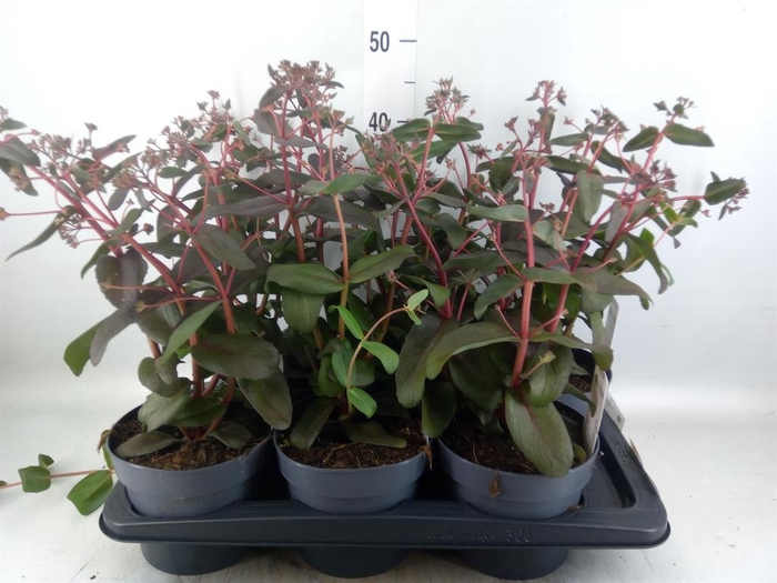 <h4>Sedum telep. 'Purple Emperor'</h4>
