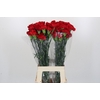 Dianthus St Don Pedro