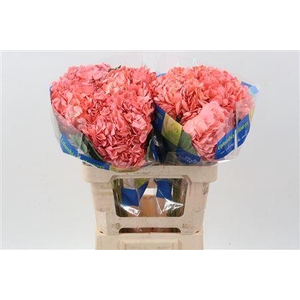 Hydra M Ballerina D Zalm