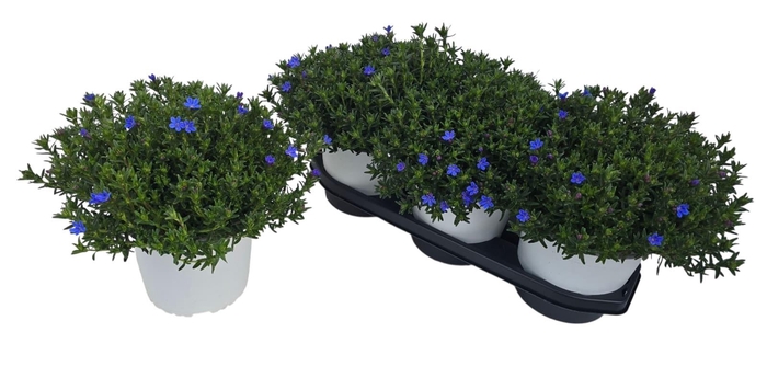 <h4>GLANDO DIF HEAVEN BL</h4>