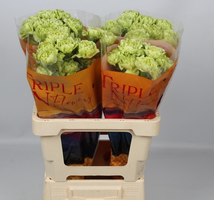 <h4>DI ST GREEN MARTY</h4>