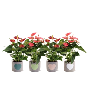 Anthurium 12 cm Red & Pink mix in Jolijn 3 ceramics