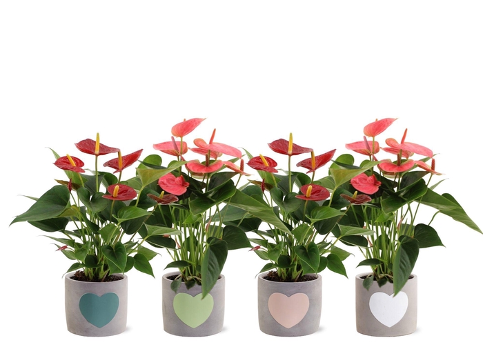 <h4>Anthurium 12 cm Red & Pink mix in Jolijn 3 ceramics</h4>