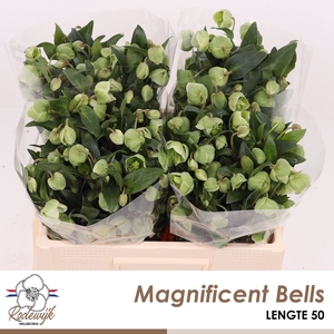 HELL  MAGNIFIC BELLS