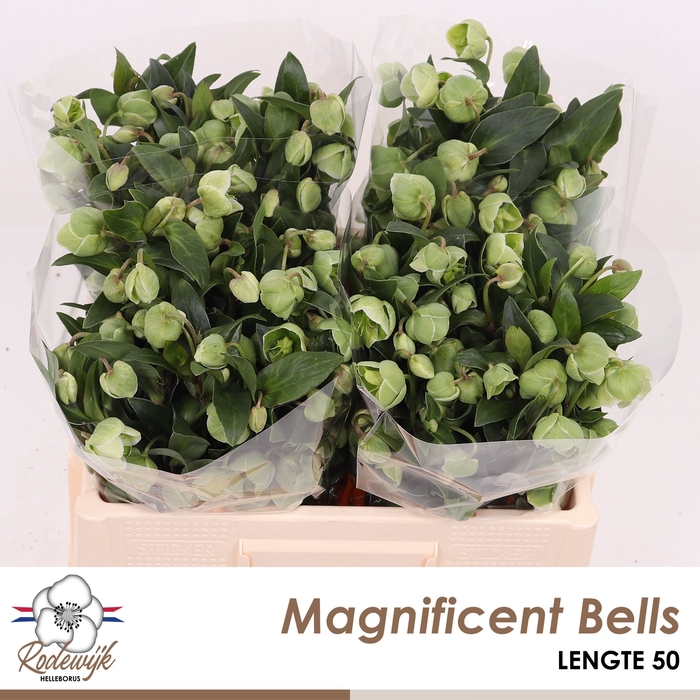 HELL  MAGNIFIC BELLS