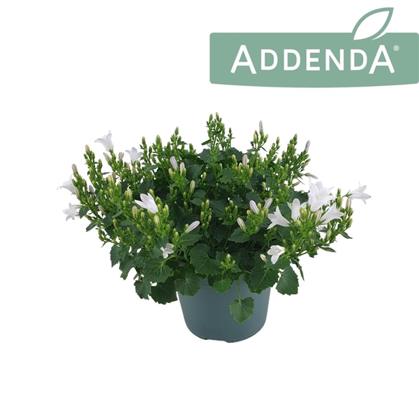 <h4>Campanula Ambella Intense White 14 cm</h4>