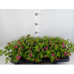 Calibrachoa  'Minifam Rave Pink'