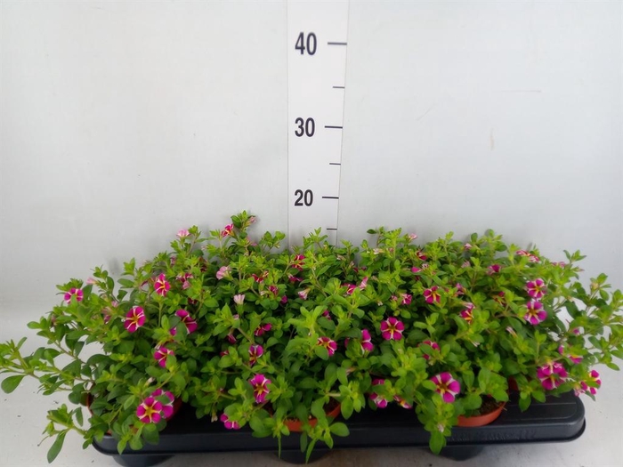 <h4>Calibrachoa  'Minifam Rave Pink'</h4>