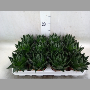 Aloe aristata 'Cosmo'