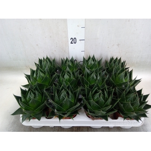 Aloe aristata 'Cosmo'