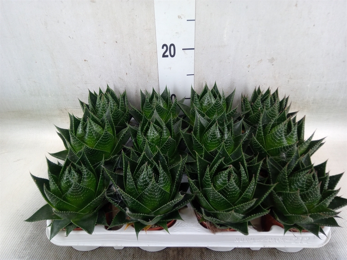 <h4>Aloe aristata 'Cosmo'</h4>