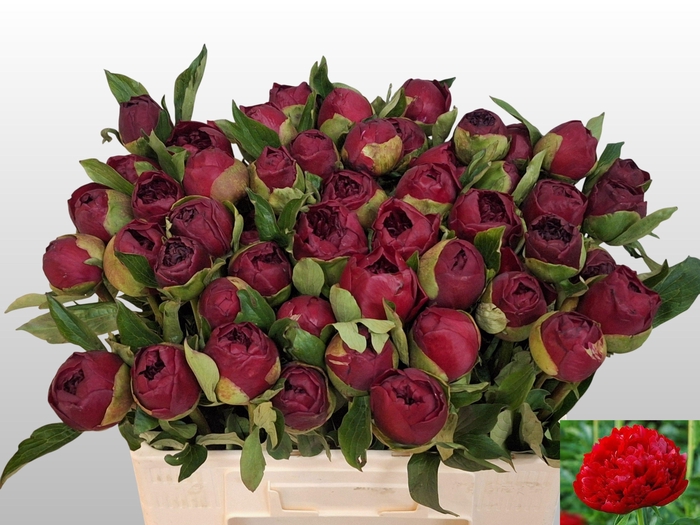 <h4>PAEO CHRISTM VELVET</h4>