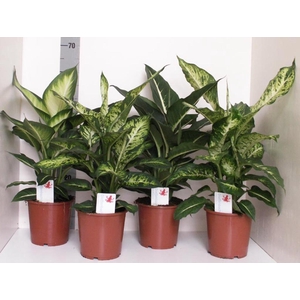 Dieffenbachia 17Ø 65cm Cheetah