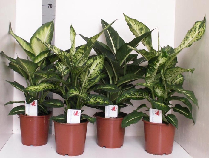 Dieffenbachia 17Ø 65cm Cheetah