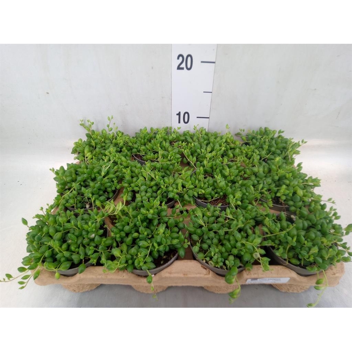 <h4>Senecio herreianus</h4>