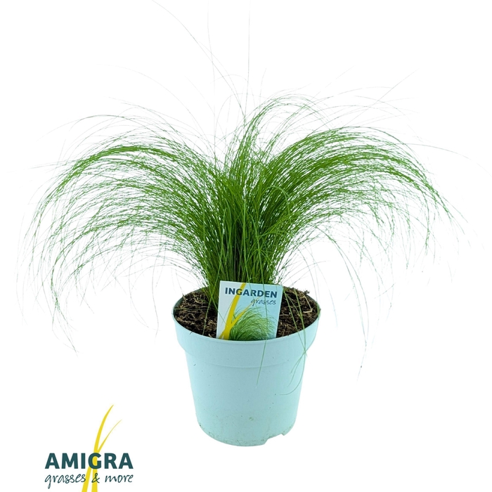 <h4>Stipa ten Ponytails</h4>