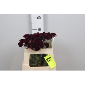 Scab At Red Velvet Scoop