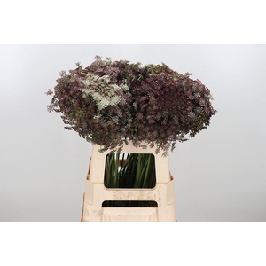 Daucus Carota