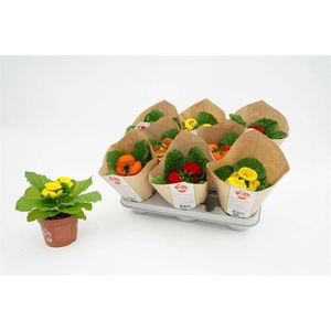 Calceolaria Hybriden 10,5Ø 20cm