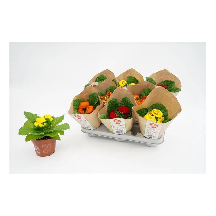 <h4>Calceolaria Hybriden 10,5Ø 20cm</h4>
