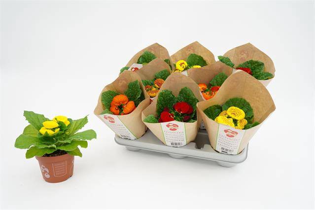 Calceolaria Hybriden 10,5Ø 20cm