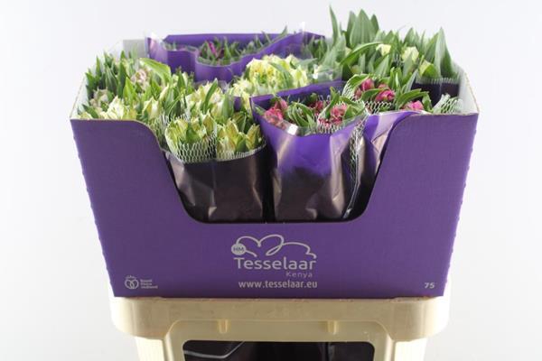 <h4>Alstr Gem In Fust</h4>