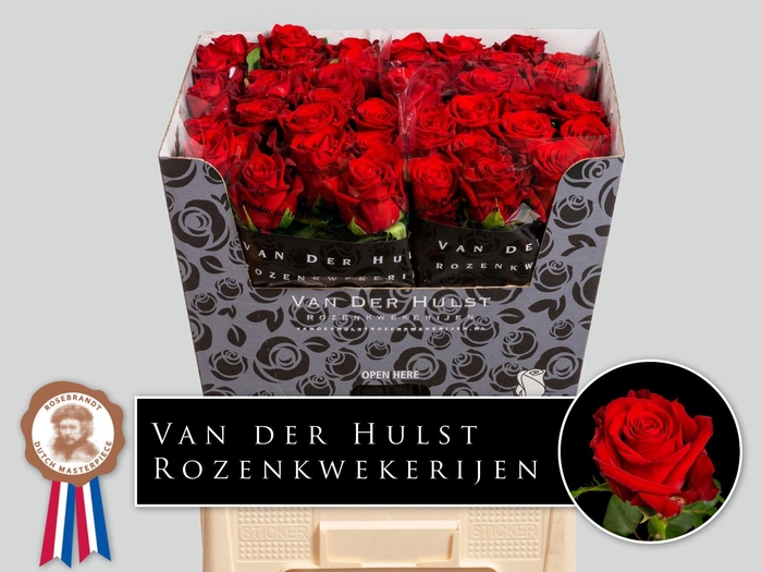 <h4>R GR CON AMORE</h4>