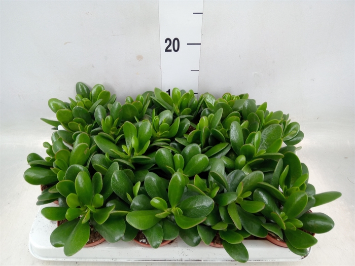 <h4>Crassula  'Magical Tree'</h4>