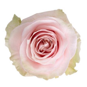 Rosa a grande fleur Pink Mondial