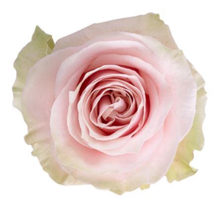 <h4>Rosa a grande fleur Pink Mondial</h4>