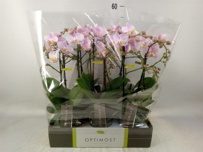 <h4>Phalaenopsis multi. 'FC Angel Eyes'</h4>