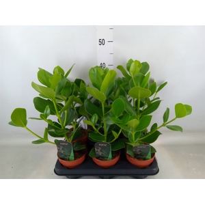 Clusia rosea 'Princess'