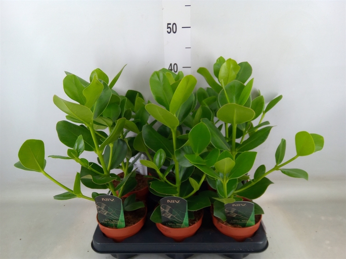 <h4>Clusia rosea 'Princess'</h4>