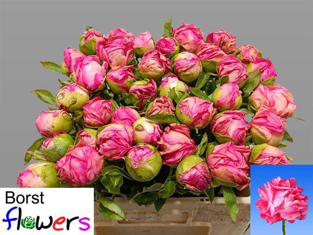<h4>PAEO PINK CHOICE</h4>