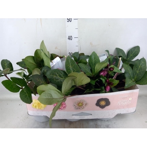 Helleborus  'Fkiss Charmer'