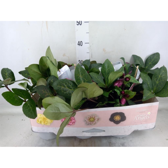<h4>Helleborus 'Fkiss Charmer'</h4>