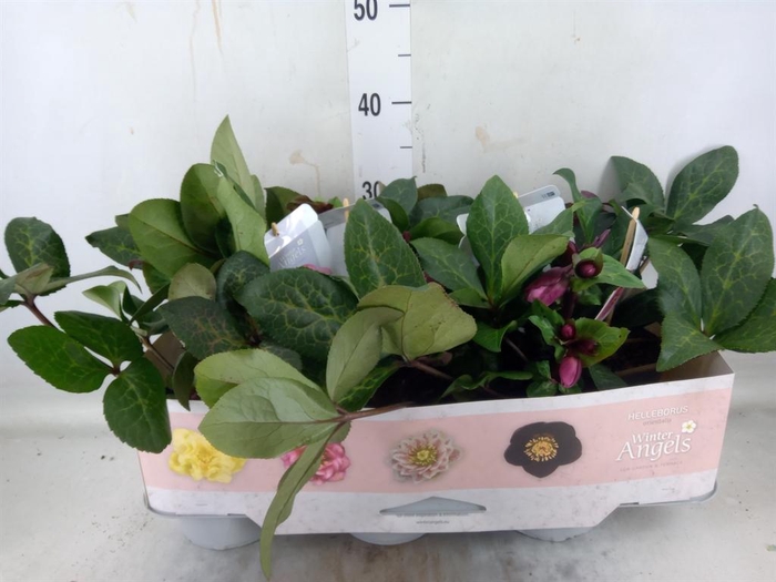 <h4>Helleborus 'Fkiss Charmer'</h4>