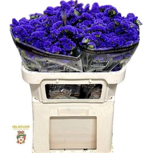 LIM S CRYST DARK BLU