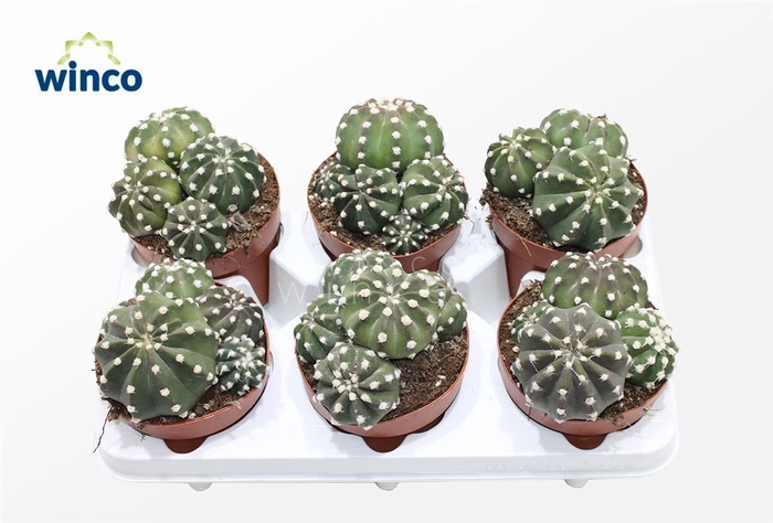 <h4>Echinopsis Subdenudata (group)</h4>