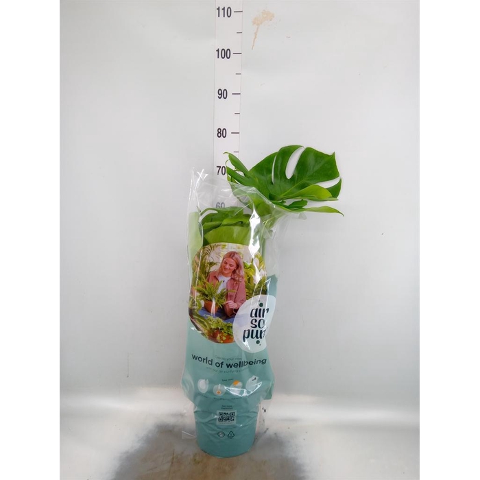 <h4>Monstera delic.</h4>