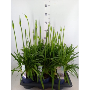 Agapanthus  'Amourette Superb'