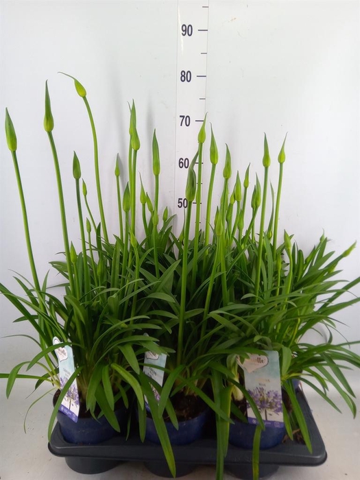 <h4>Agapanthus  'Amourette Superb'</h4>