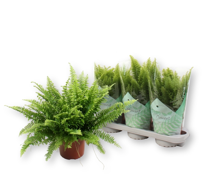 Nephrolepis ex.  green Moment 17Ø 50cm