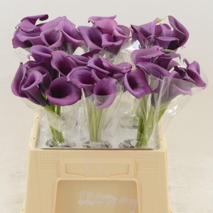 Calla Durban