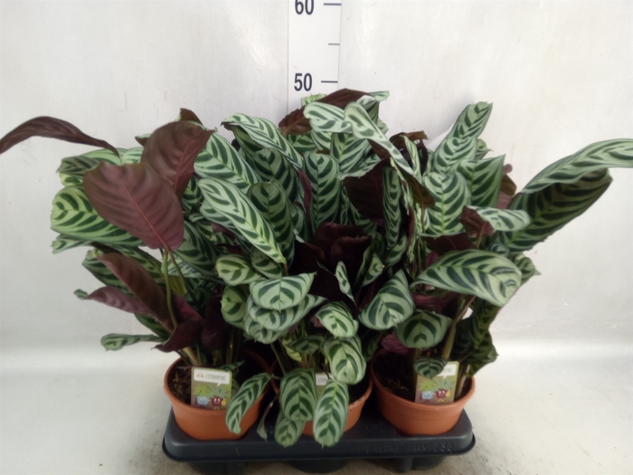 <h4>Ctenanthe burle-marxii</h4>