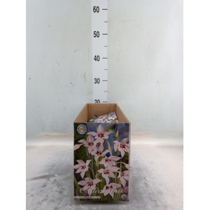 Flowerbulbs, corns or tubers   ...