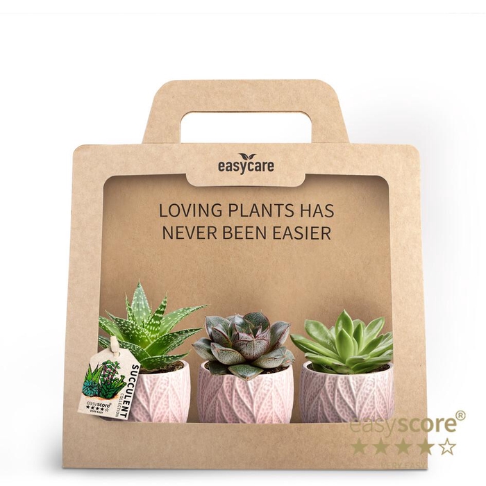 <h4>3-Pack Leaf Rosa Succulent</h4>